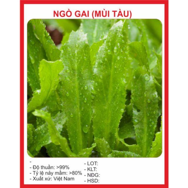 43A GÓI 50 HẠT GIỐNG RAU MÙI TÀU(NGÒ GAI)