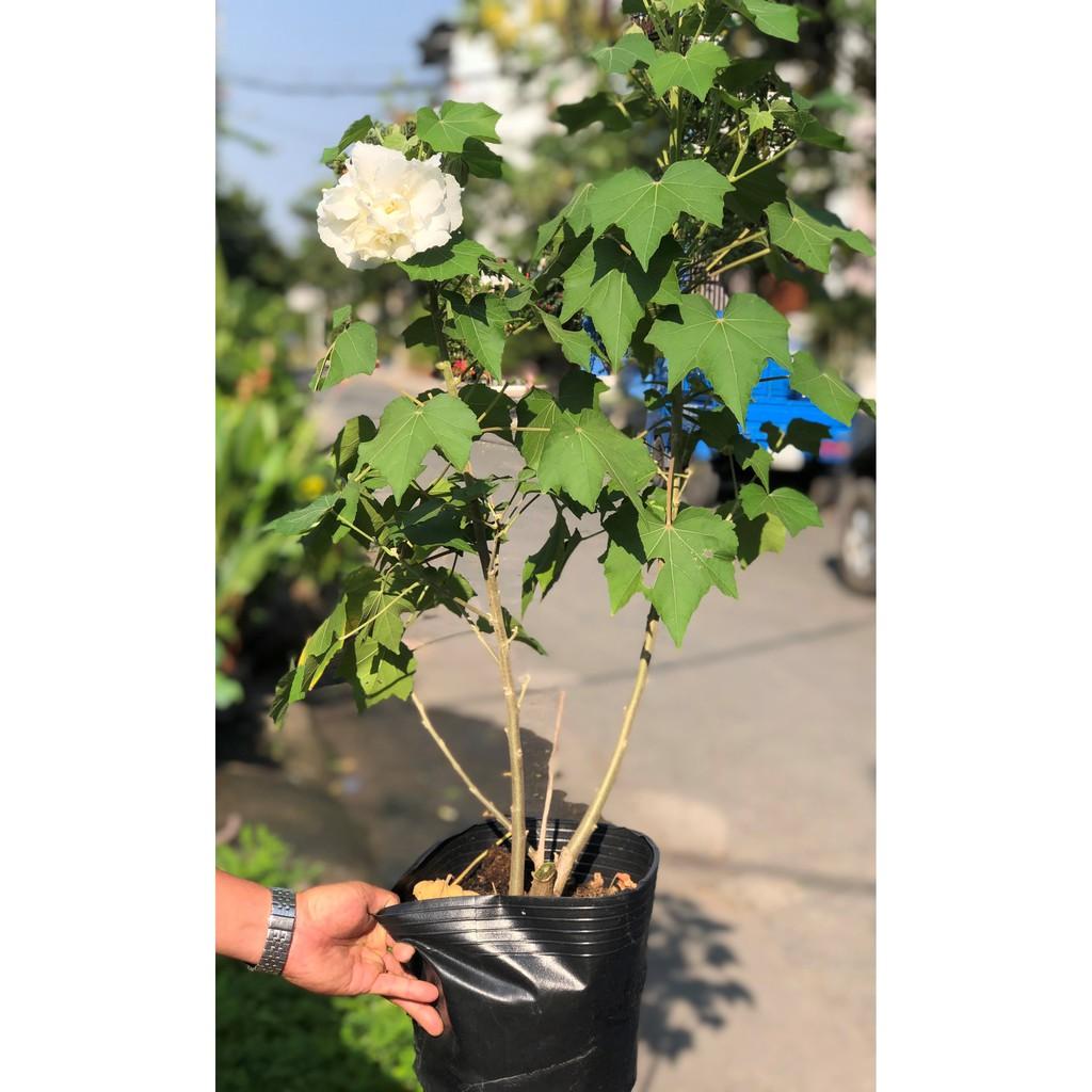 Chậu cây hoa Phù Dung cao 70 - 90 cm