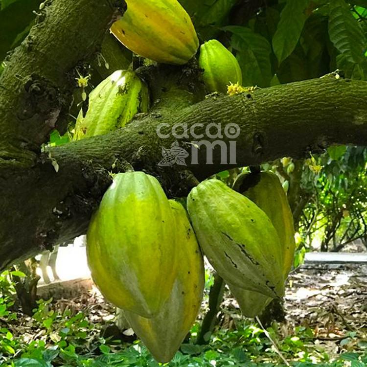 Thức uống sô cô la - Bột cacao nguyên chất vị truyền thống CacaoMi loại Original đặc sản Việt Nam hộp 470g