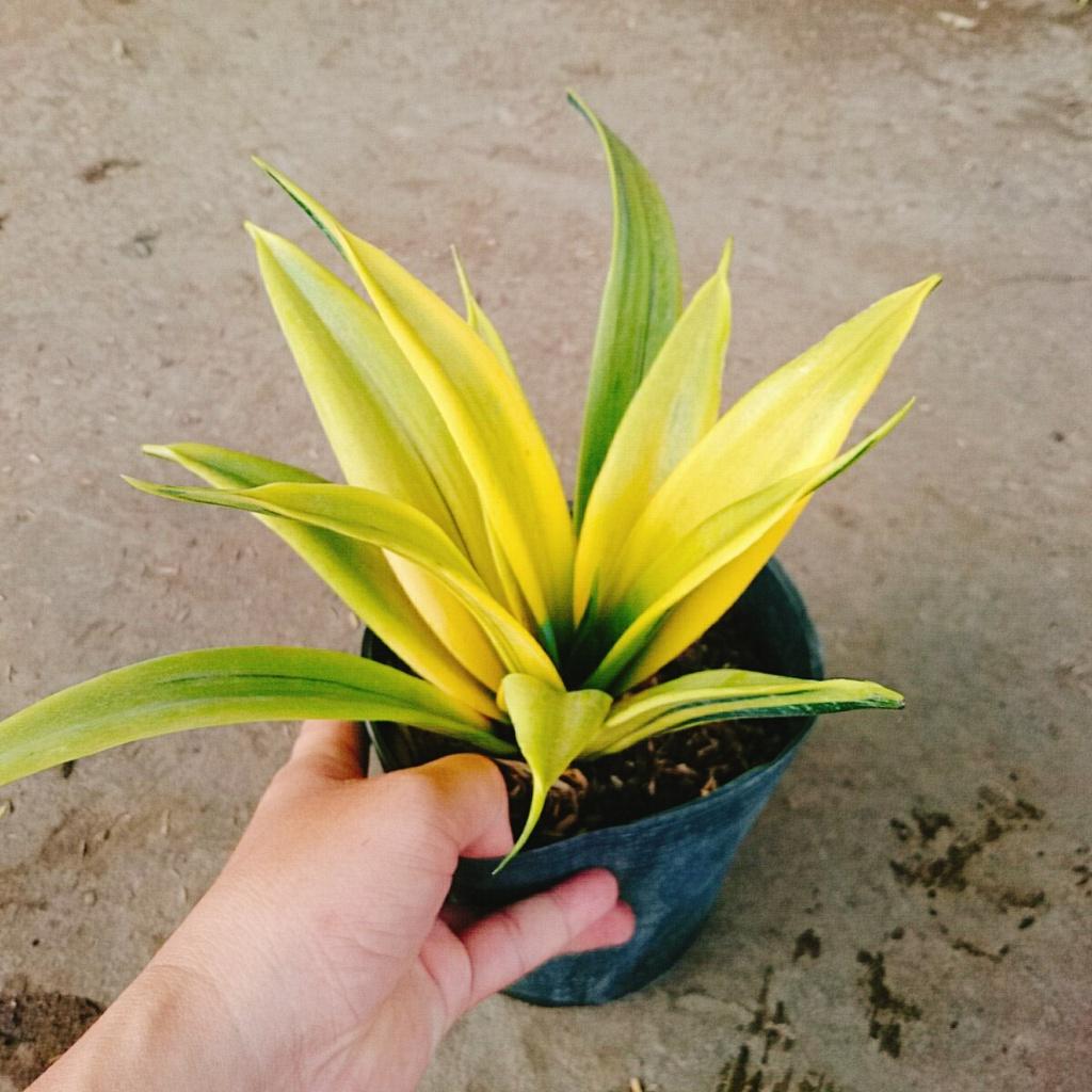 Cây Lưỡi Hổ Hoàng Kim - cây cảnh để bàn + tặng phân bón cho cây