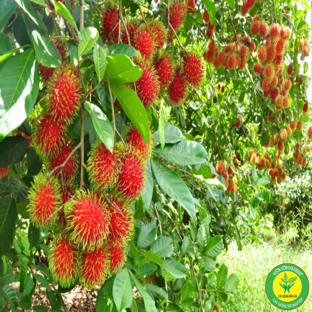 Cây Giống Chôm Chôm Thái Ra TRái Siêu Sơm