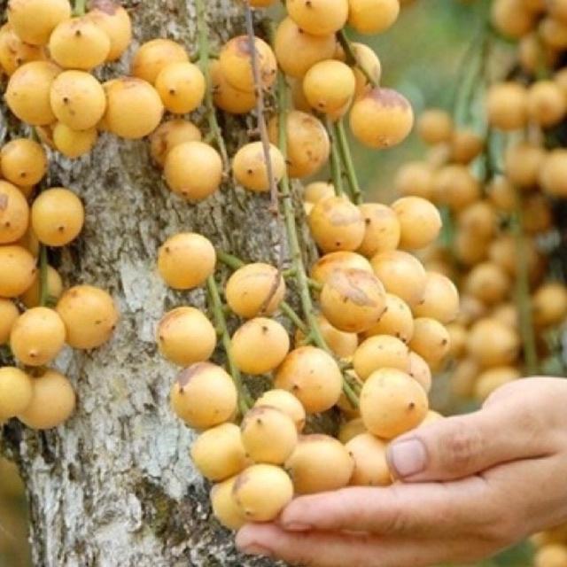 Cây bòn bon ghép cành cao 40-70 cm 1 năm ra quả