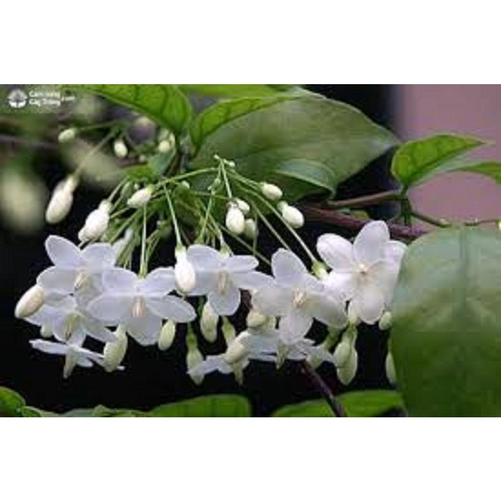 CÂY GIỐNG MAI CHIẾU THỦY LÁ TỨ *