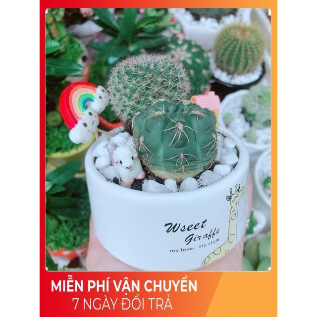 Chậu Xương Rồng Tiểu Cảnh