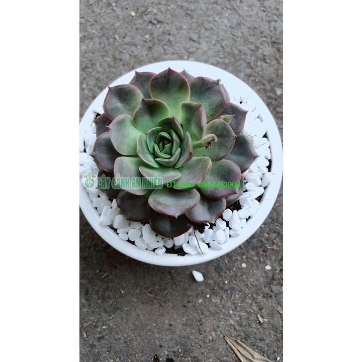 Chậu Cây Sen Đá Nâu