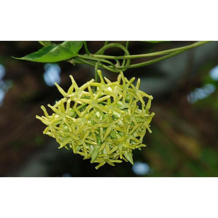 Chậu cây giống hoa thiên lý + Tặng 01 cây dâu da đất
