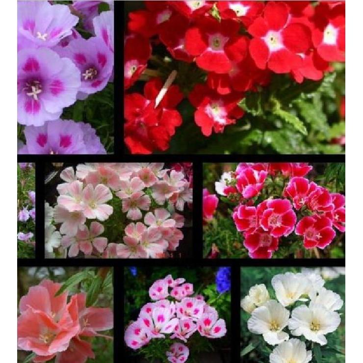 Hạt giống hoa hồng xuân mix màu - gói 50 hạt