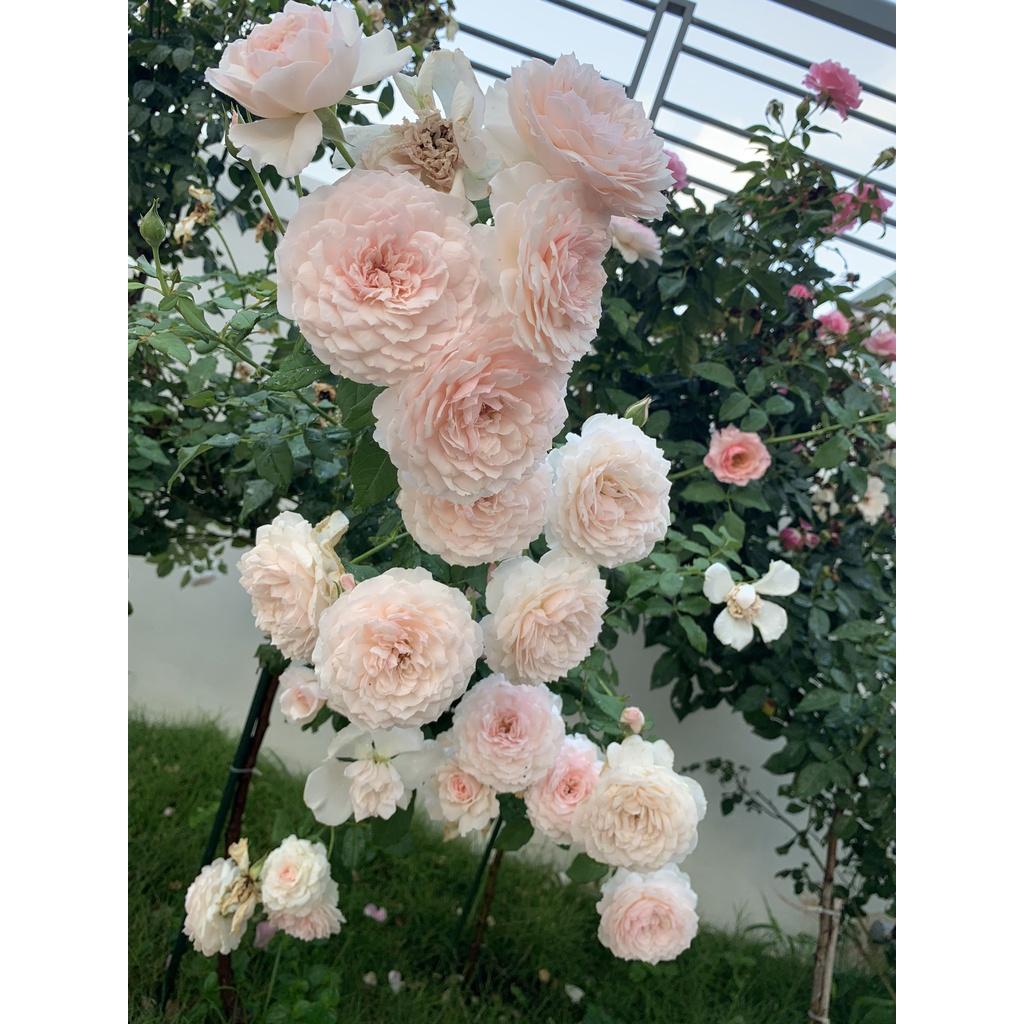Hoa hồng leo các màu đẹp dễ trồng đang mầm 20 ngày cho hoa