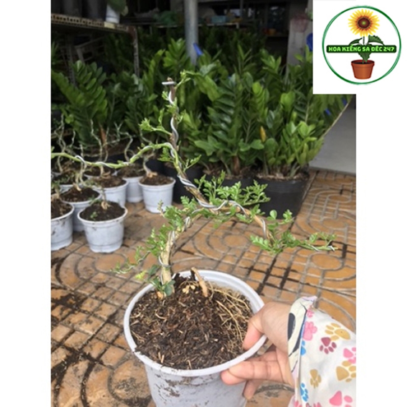 Cây cần thăng kiểng