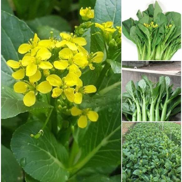 Hạt giống rau Cải ngồng xanh Mập dể trồng-gói 100gram/tặng kèm gói phân bón lót