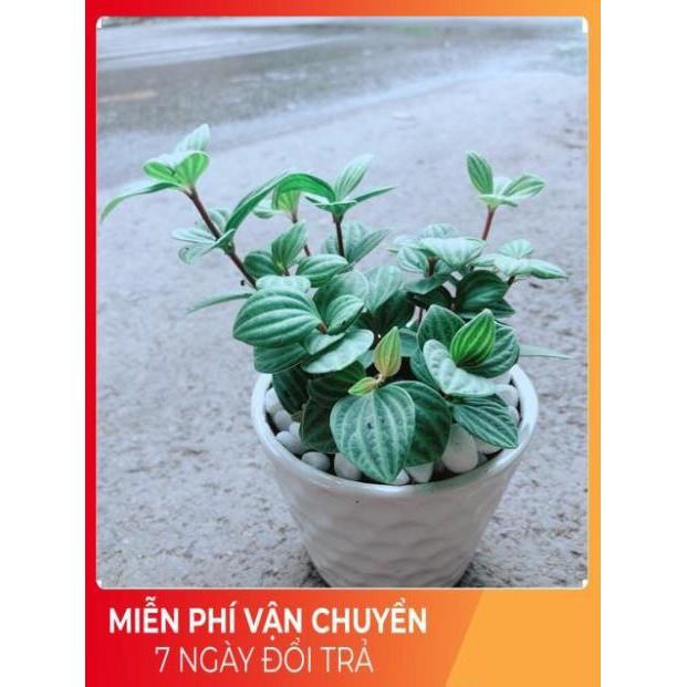 Chậu Cây Kim Cương Hột Xoàn