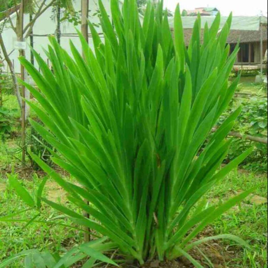 Xạ Can Khô 01Kg Loại Đẹp sp