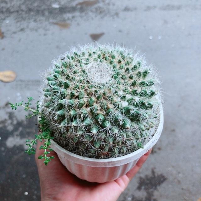 Xương Rồng Bánh Sinh Nhật