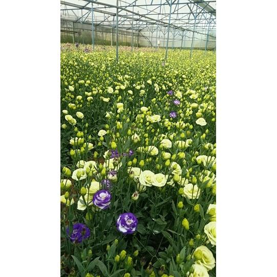 Phân bón lá ĐẦU TRÂU MK 01 poly humat đa năng can 5 lít