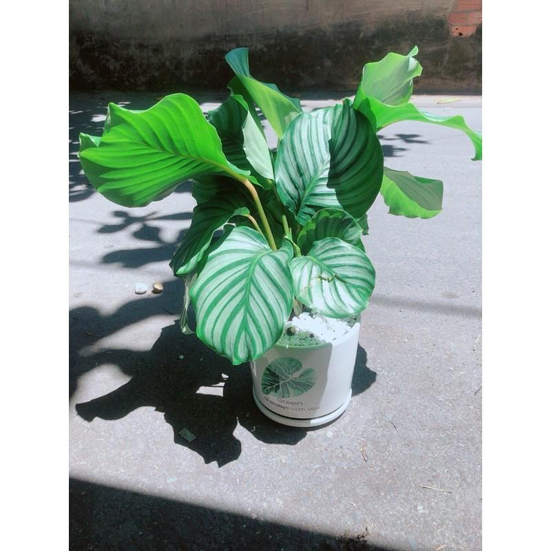 Chậu Cây Đuôi Công Táo