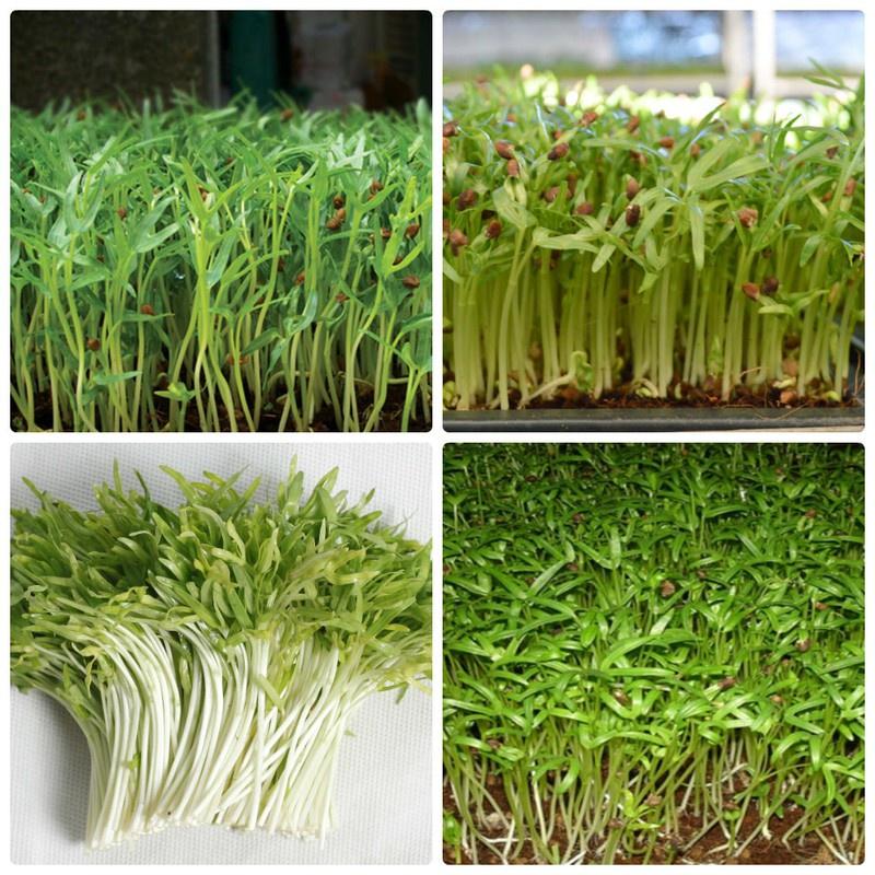 Combo 9 gói hạt giống rau cải ăn mầm