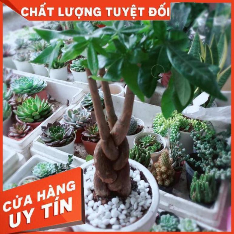 Chậu kim ngân thắt bím 3 thân Nhiều Người Mua