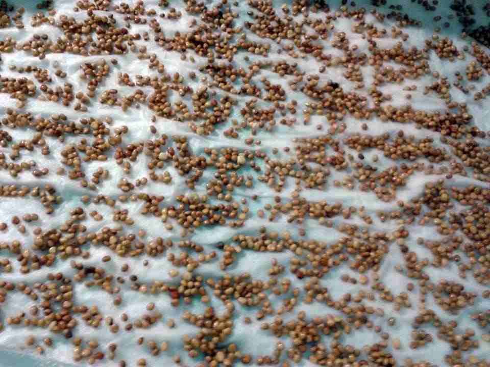 10GR - HẠT GIỐNG CỦ CẢI ĐỎ