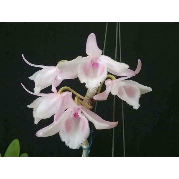 Cốc lan phi điệp đột biến 5 cánh HỒNG HỔ PHÁCH, hoa cực đẹp, cực hiếm, hàng gieo hạt, cây y hình