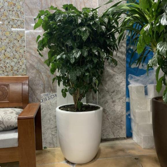 CÂY HẠNH PHÚC, CÂY MANG ĐẾN SỰ ĐẦM ẤM, HẠNH PHÚC CHO GIA CHỦ + Tặng 01 cây dâu da đất