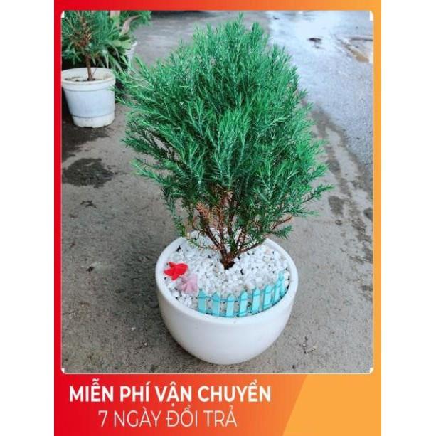 Chậu Tùng Bồng Lai