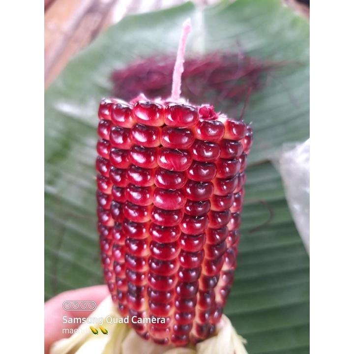 Hạt giống bắp nữ hoàng đỏ
