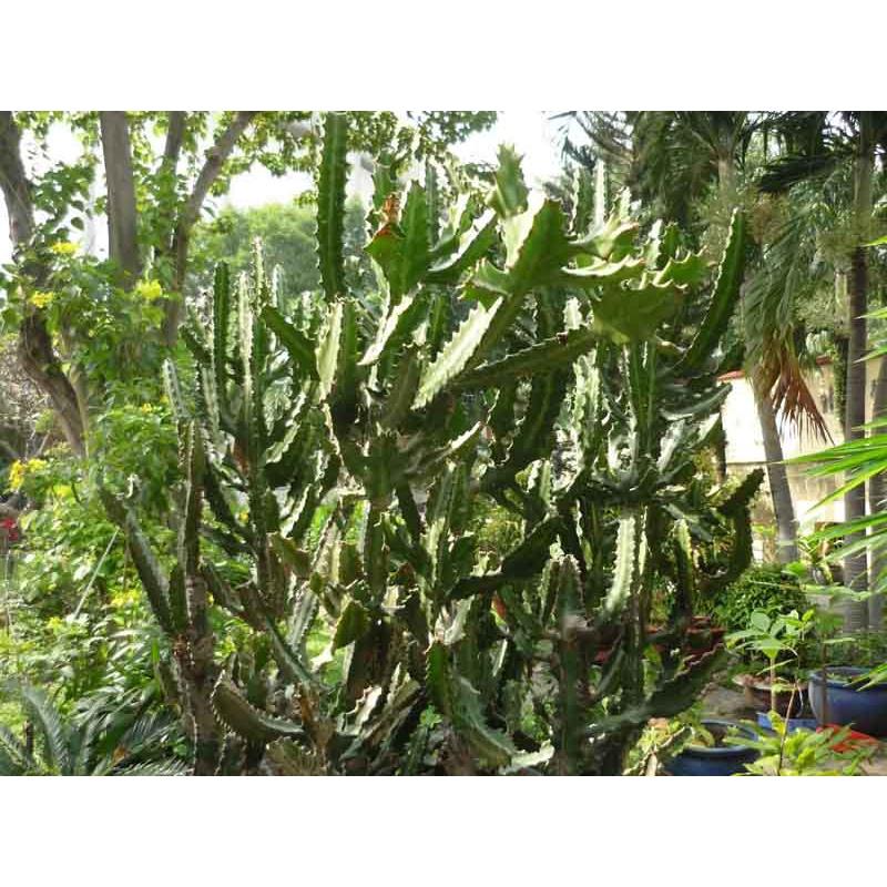 Xương rồng ba cạnh - 1 kg tươi