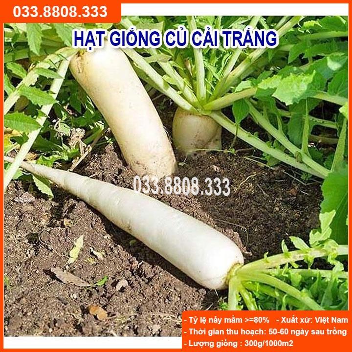 Hạt Giống Củ Cải Trắng 20g - Giống Tốt Năng Suất Cao