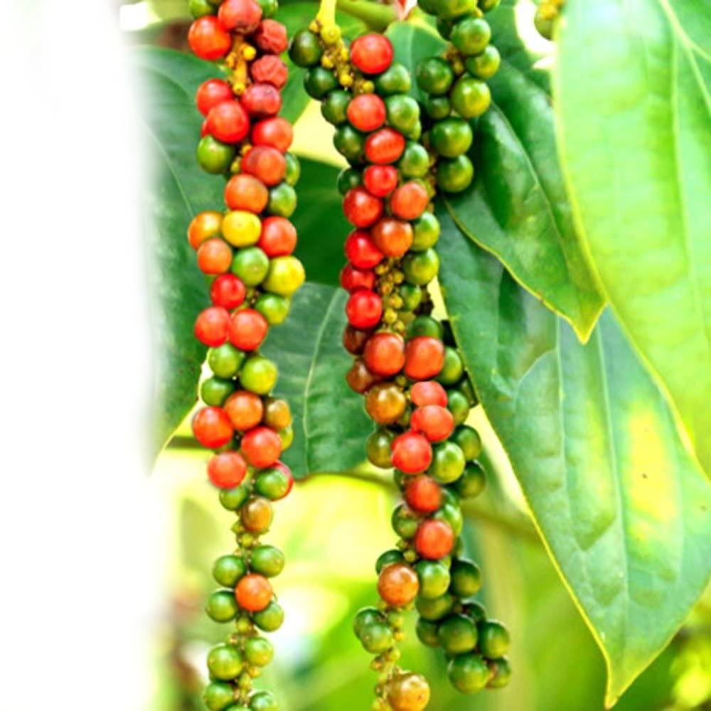 Tiêu Sọ Hạt Ông Chà Và 40g - Có Cối Xay Tiện Dụng