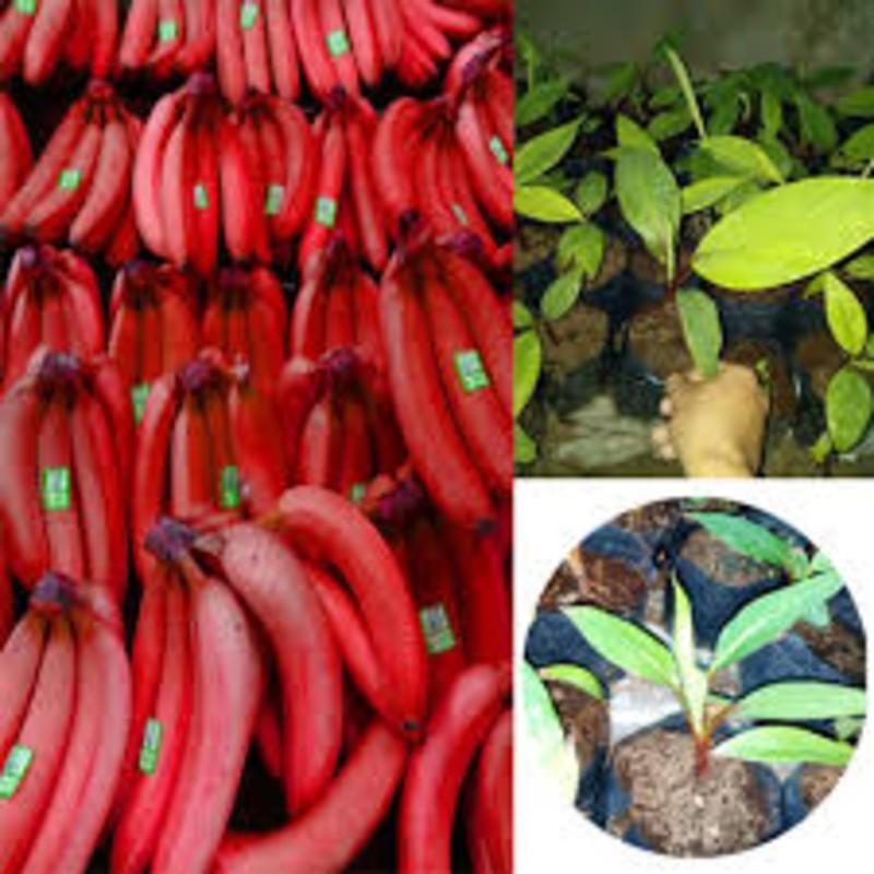 CÂY GIỐNG CHUỐI TÂY ĐỎ DACCA