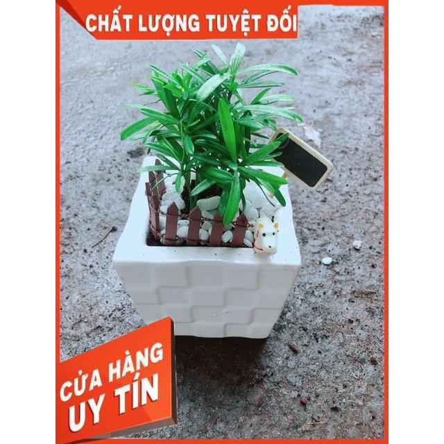 Chậu Tùng Vạn Niên