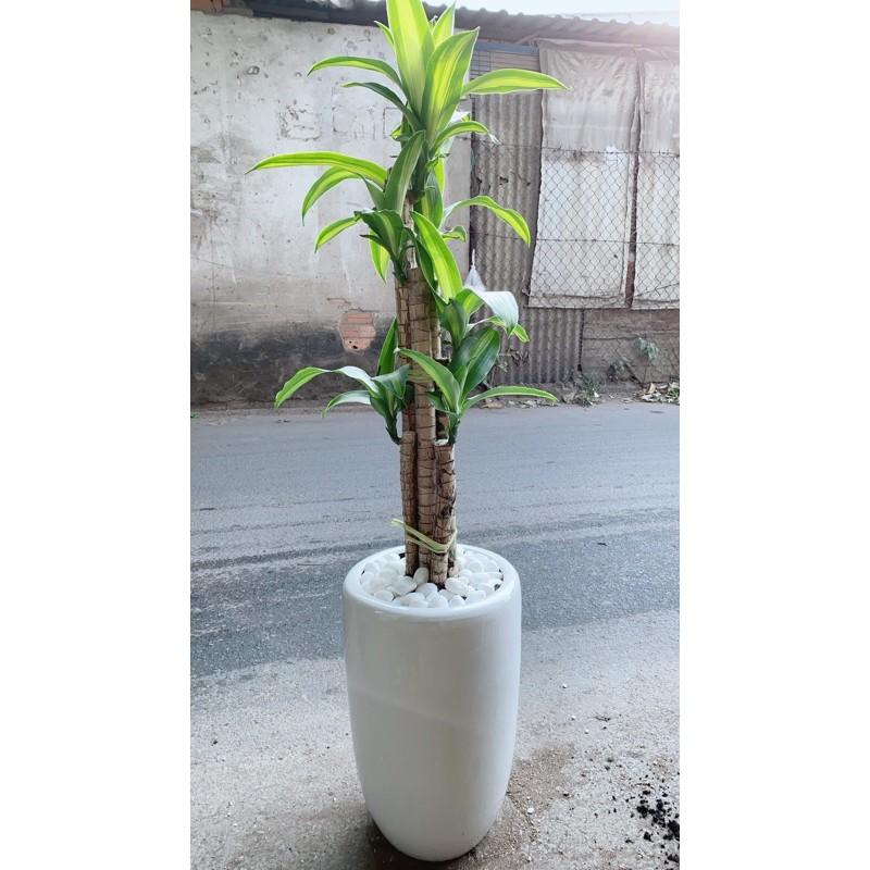 Chậu Cây Thiết Mộc Lan