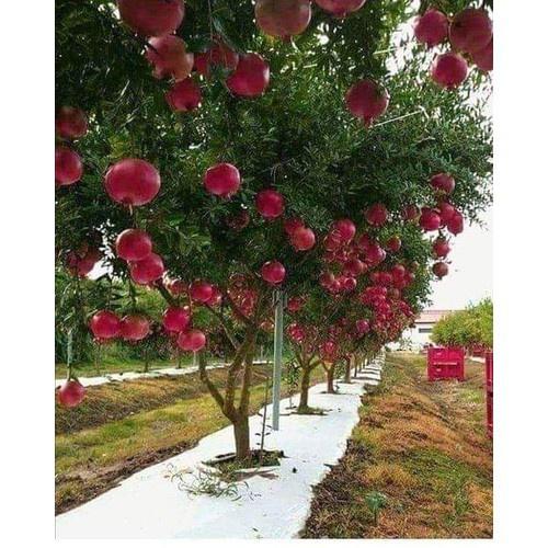 Cây giống Lựu Đỏ Lùn ẤN ĐỘ