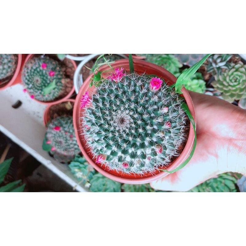 Xương Rồng Bánh Sinh Nhật Có Hoa