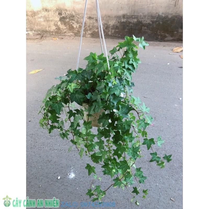 Chậu Thường Xuân