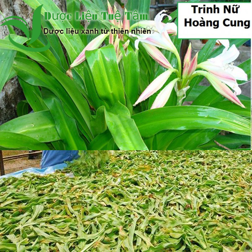 Cây trinh nữ hoàng cung - Lá khô hữu cơ tự nhiên gói 500gr