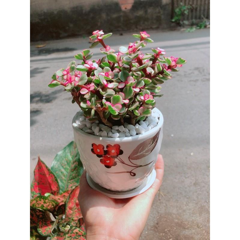 Chậu Cây Cành Vàng Lá Ngọc