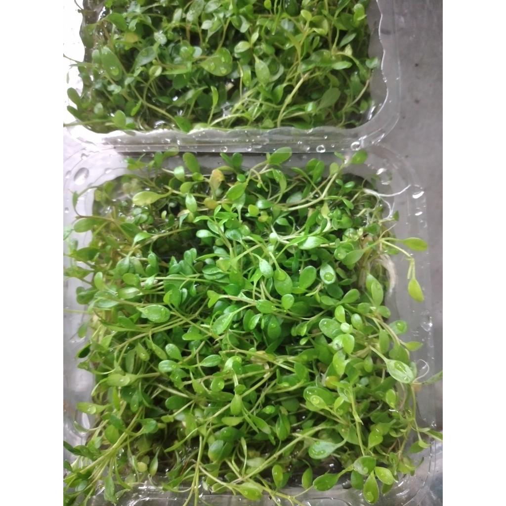 Trân châu nhật lá nước - Cây trãi nền Thủy sinh