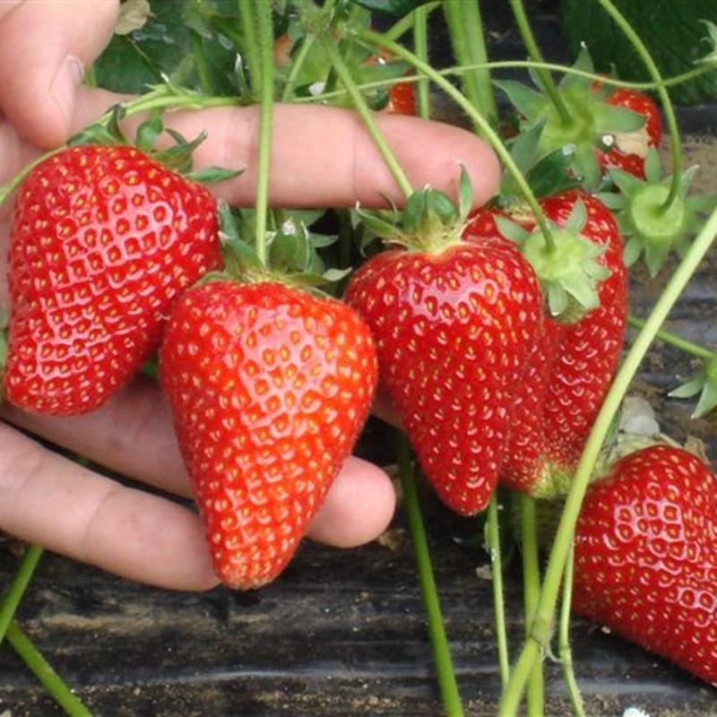 Combo 5 gói Hạt giống dâu tây đỏ khổng lồ/Gói 50 hạt-tặng kèm gói kích mầm