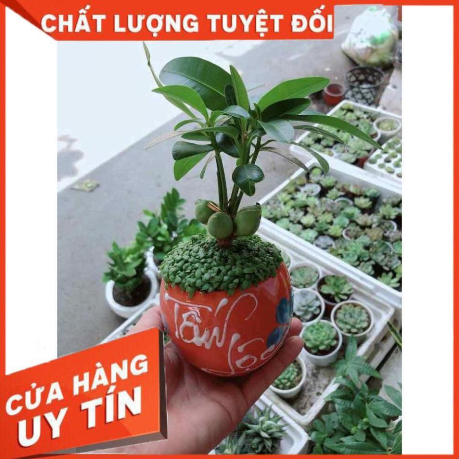 Chậu cây may mắn Nhiều Người Mua