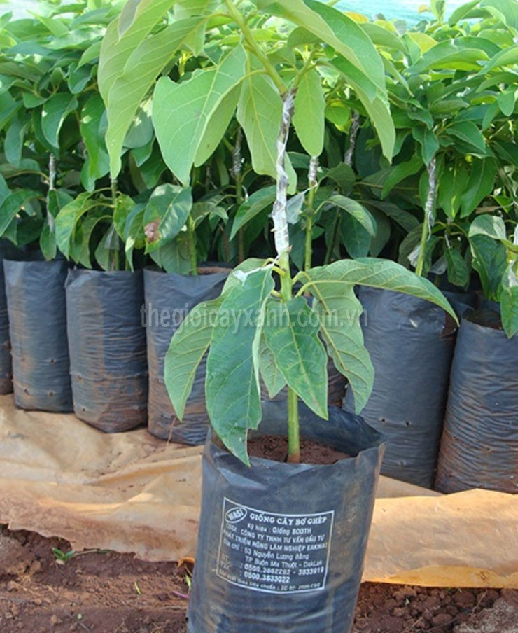 Cây Giống Bơ sáp da xanh quả dài