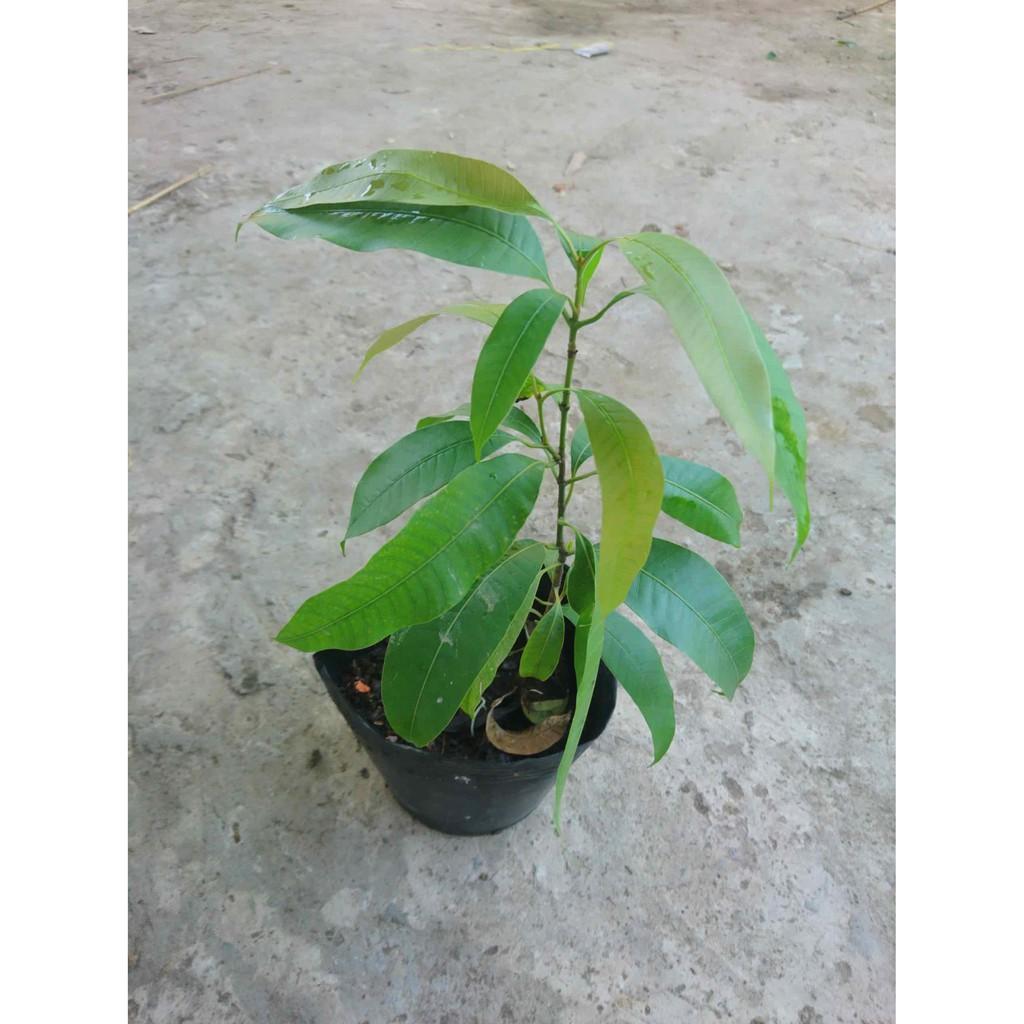 Cây thanh trà ngọt siêu trái