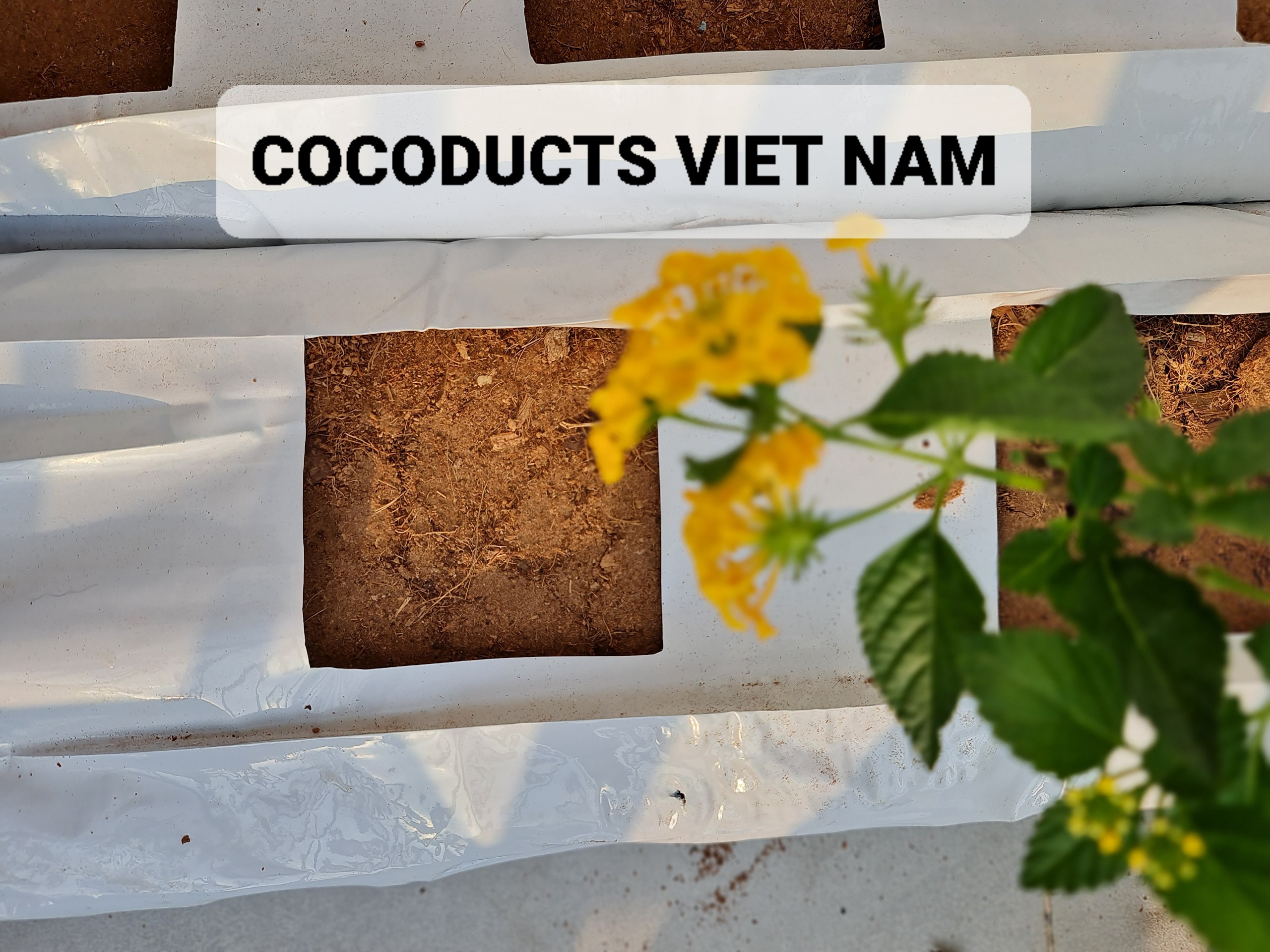 Mụn dừa ép thẻ