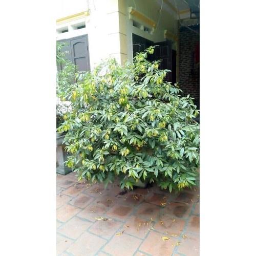 Cây Hoàng Lan Hoa Vàng Siêu Thơm 60cm 981