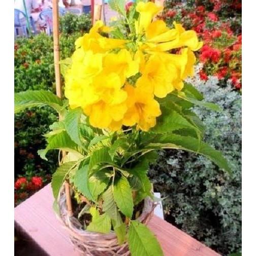 Cây HOA CHUÔNG VÀNG - hoa siêu đẹp