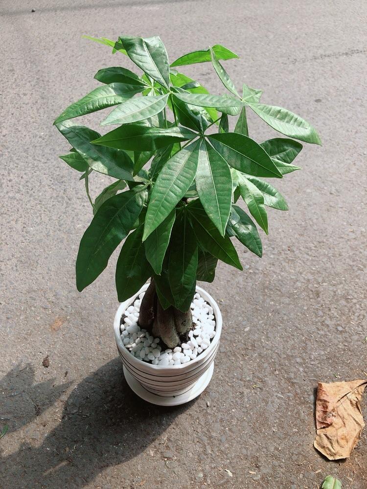 Chậu Cây Kim Ngân Thắt Bính