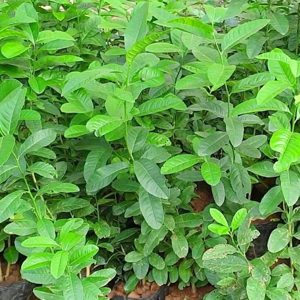 CÂY GIỐNG CHANH VÀNG THÁI