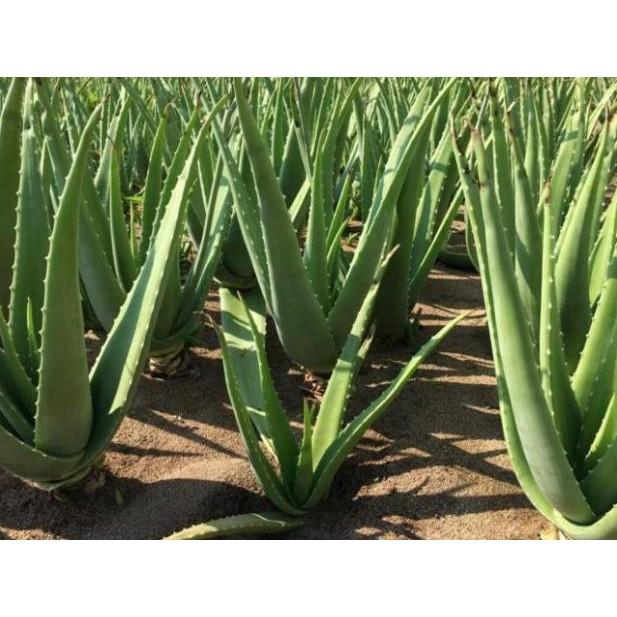 CHẬU CÂY NHA ĐAM THÁI, BẸ SIÊU TO,SIÊU DỄ TRỒNG, SIÊU NĂNG SUẤT, SIÊU KINH TẾ