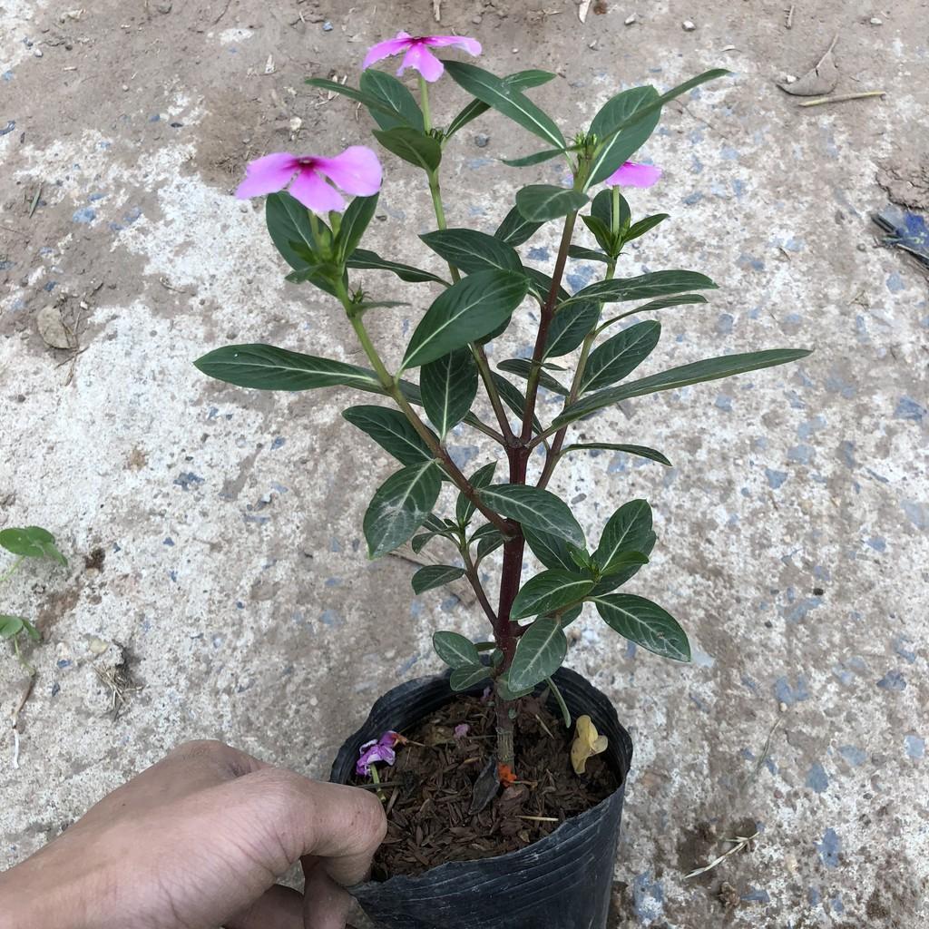 Cây cúc tần ấn độ, chiều cao 30-35cm nhiều ngọn sum suê sức sống tốt, dễ dàng chăm sóc thích hợp làm cây màn che nắng