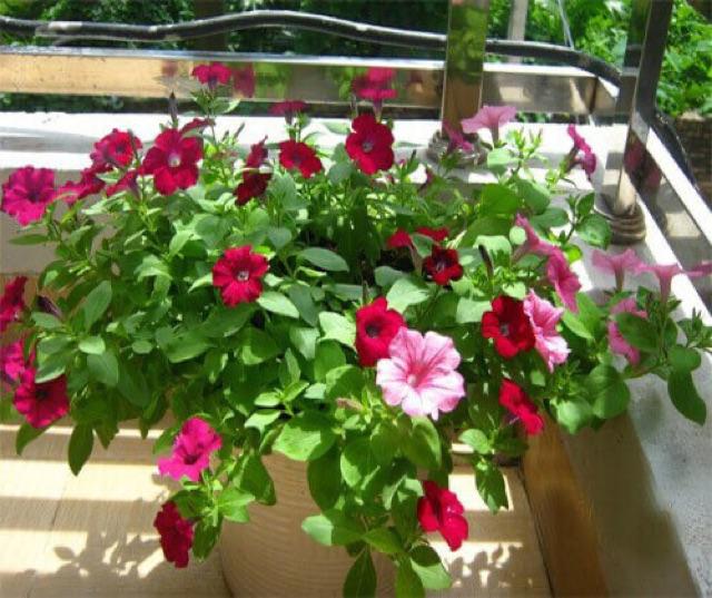 HẠT GIỐNG DẠ YẾN THẢO MIX GÓI 100 HẠT